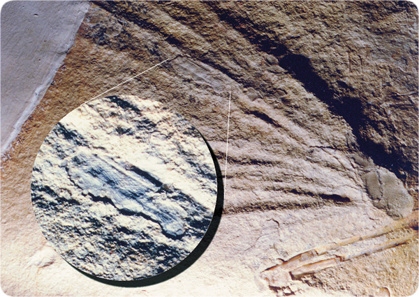 faq-archaeopteryx_chewing_gum_blob.jpg Image Thumbnail