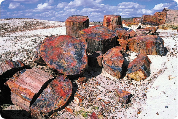 grandcanyon-broken_logs_in_petrified_forest.jpg Image Thumbnail