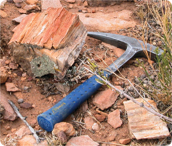 grandcanyon-petrified_wood_on_shinumo_altar.jpg Image Thumbnail