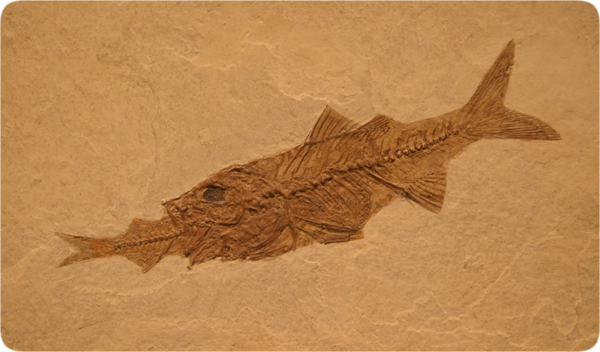 lifesciences-fossil_fish_eating_fish.jpg Image Thumbnail