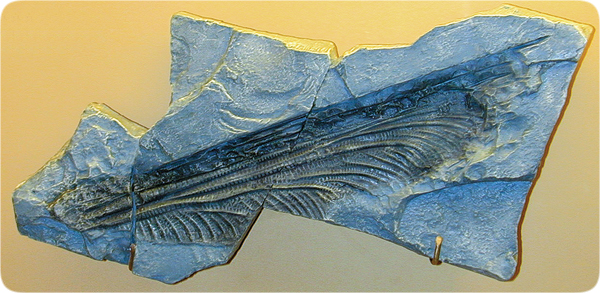 lifesciences-fossilized_dragonfly_wing.jpg Image Thumbnail