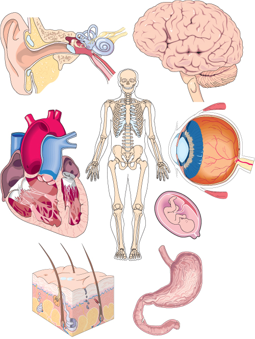 lifesciences-human_anatomy.jpg Image Thumbnail