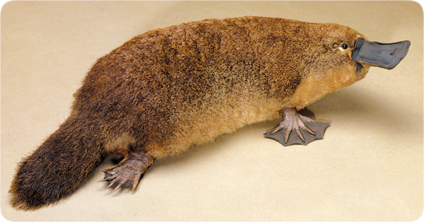 lifesciences-platypus.jpg Image Thumbnail