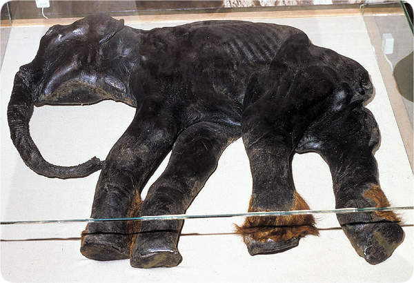 mammoths-baby_dima.jpg Image Thumbnail