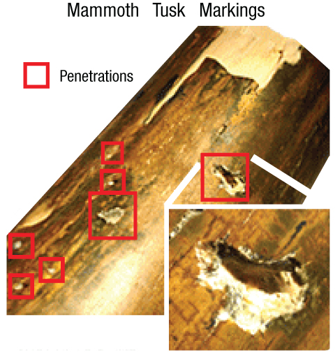 mammoths-peppered_tusk.jpg Image Thumbnail